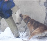 Фотография в Домашние животные Услуги для животных Обучение собак по прикладному направлению, в Новокузнецке 300