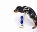 Продаются щенки длинношерстной миниатюрной таксы от племенного питомника «ТАВИ», два кобеля чёрно- 67176  фото в Москве