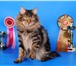 Фото в Домашние животные Вязка Роскошный молодой интеллигентный кот,  породы в Москве 6 000