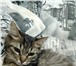 Фотография в Домашние животные Отдам даром Отдам милого котёнка в добрые руки! Нашла в Омске 0