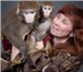 Фотография в Развлечения и досуг Организация праздников Шоу обезьян и собачки. Подробную информацию в Москве 7 500