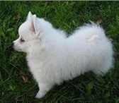 Продам белоснежного щенка малого немецкого шпица, мальчик, Папа Dorsdorf Elf White, его титулы: Чемп 67071  фото в Красноярске