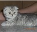 Продаются КОТЯТА КАК В РЕКЛАМЕ ВИСКАС  Шотландские вислоухие (Scottish Fold) 1, девочка, черный т 69027  фото в Москве