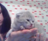 Предлагаем отличный подарок к предстоящему новому году кота, Два ну просто шикарных котенка, мальч 68847  фото в Челябинске