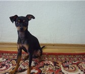 Фото в Домашние животные Вязка собак кобель (не развязан), окрас черно-подпалый,возраст в Ижевске 1 500