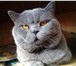 Фото в Домашние животные Вязка Красивый, опытный Шотландский прямоухий котик в Москве 2 000