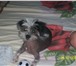 Фотография в Домашние животные Вязка собак мальчик &quot;китайская хохлатая&quot; возраст в Сургуте 0