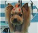 Фото в Домашние животные Разное Зоосалон предлагает все виды парикмахерских в Орле 0