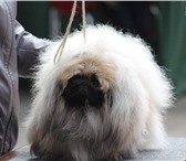 Изображение в Домашние животные Вязка собак Породистые кобели пекинеса (белый и серо-палевый) в Хабаровске 0