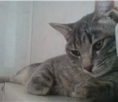 Красивая кошка, без документов, окрас - серый мрамор, Приучена к лотку, питалась сбалансированн 69657  фото в Красноярске