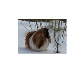 Фотография в Домашние животные Вязка собак Предлагается для вязок с красивыми и достойными в Ижевске 15 000