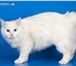Фотография в Домашние животные Вязка Белоснежный котик породы Курильский бобтейл, в Химки 5 000