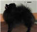 Фотография в Домашние животные Стрижка собак Продаётся щенок один мальчик, окрас: соболинный, в Краснодаре 10 000