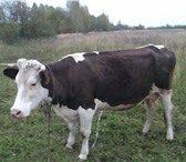 Изображение в Домашние животные Другие животные продам дойную корову 5-6 телят, черно-пестрой в Пензе 1 000