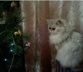 Изображение в Домашние животные Вязка Персидская кошка с прививками,окрас серебристая в Саратове 0