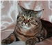Foto в Домашние животные Вязка Молодой,крупный,красивый шотландский кот в Солнечногорск-2 2 500