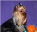 Фото в Домашние животные Вязка собак Йоркширский терьер (Рус Димиан Полл Наэль) в Москве 5 000