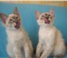 Питомник Larsen предлагает котят редкой породы Балинез(Балинезийска якошка)Котята родились 20мая, П 69534  фото в Пустошка