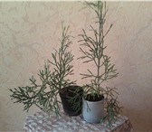 Фотография в Домашние животные Растения продам растение-молочай тирукалли,30см,форму в Челябинске 100