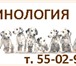 Foto в Образование Повышение квалификации, переподготовка Если Вы планируете завести собаку или уже в Ярославле 9 000