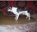 Foto в Домашние животные Вязка собак Кобель чихуахуа Золотой Талисман предлагается в Уфе 1 000