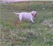 Фотография в Домашние животные Вязка собак Шикарный кобель палевого окраса. Возрастом в Зеленоград 0