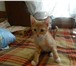 Фото в Домашние животные Отдам даром Уважаемые друзья, маленьким котятам срочно в Москве 0