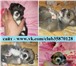 Чихуахуа продам недорого 1732007 Чихуахуа фото в Ярославле