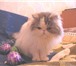 Кошка ждет своего хозяина 1798408 Персидская фото в Москве
