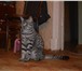 Фотография в Домашние животные Вязка Кот породы Шотландская короткошерстная.Окрас в Владимире 2 000