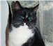 Фотография в Домашние животные Отдам даром Отдаем кошечку, ей 1,5-2 года. Была найдена в Череповецке 0