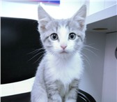 Фотография в Домашние животные Отдам даром Лупоглазый котенок "антидепрессант" ищет в Нижнем Тагиле 10