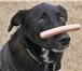 Фото в Домашние животные Корм для животных колбасный цех предлагает питомникам, собаководческим в Пскове 10