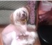 Foto в Домашние животные Вязка собак китайская собачка кобель ищет добрую девочку в Воскресенск 3 000