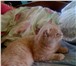 Фотография в Домашние животные Вязка Шотландский кот (страйт) красавец- мужчина в Екатеринбурге 1 700