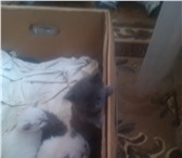 Фотография в Домашние животные Отдам даром Имеется четыре замечательных котят,два серых,два в Кольчугино 1