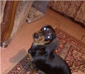 Изображение в Домашние животные Вязка собак кабель таксы чёрно - рыжего окраса,   безумно в Омске 0
