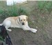 Фото в Домашние животные Вязка собак Лабрадор ритривер ищет подружку, 4 года, в Красноярске 0