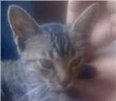 Foto в Домашние животные Потерянные 5 июня пропала кошка(10мес), в районе стамотологии в Сочи 500