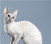 Foto в Домашние животные Отдам даром отдам кошку породы Корниш-Рекс, цвет белый, в Кирове 1
