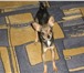 Foto в Домашние животные Вязка собак Русский той терьер с родословной вес 1  5 в Магнитогорске 1 500