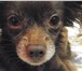 Фотография в Домашние животные Вязка собак Имеется у нас трехгодовалый длинношерстный в Тюмени 0