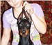 Продаются подрощенные щенки добермана, рожденные 17, 10, 2010, Родословная РКФ, Полностью привиты, 68464  фото в Омске