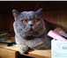 Изображение в Домашние животные Вязка Приглашаем на вязку здоровую привитую кошечку в Москве 2 000