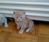 Британские котята !  Дешего !  срочно!  ываываыв 151387  фото в Москве