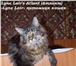 Прекрасные котята Мейн-Кун 227292 Мейн-кун фото в Екатеринбурге