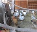 Foto в Домашние животные Другие животные Фермерское хозяйство реализует птицу : Хайсекс в Москве 300