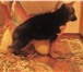 Foto в Домашние животные Отдам даром Дарю щенка немецкой овчарки, сука, 2 месяца. в Москве 0