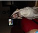 Фотография в Домашние животные Вязка собак Красавец кобель лабрадора ищет подругу для в Москве 1 000