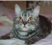 Фото в Домашние животные Вязка Молодой,красивый,здоровый,опытный кот британец в Солнечногорск-2 2 000